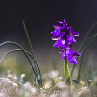 Orchis bouffon