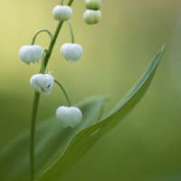 Muguet