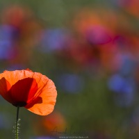 Coquelicots