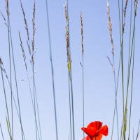 Coquelicots