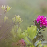 Rhododendron