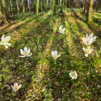 Sous bois au printemps