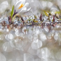 Crocus de printemps