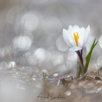 Crocus de printemps