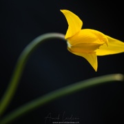 Tulipe sauvage
