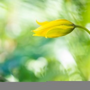 Tulipe sauvage