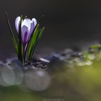 Crocus de printemps