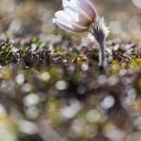 Pulsatille de printemps