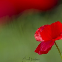 Coquelicot