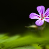 Herbe à Robert