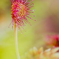 Drosera à feuilles rondes