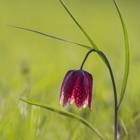 Fritillaire pintade