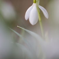 Perce neige