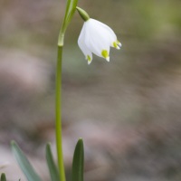 Nivéole de printemps