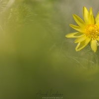 Adonis de printemps