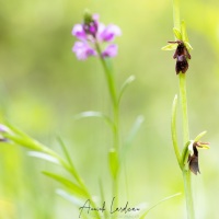 Ophrys mouche