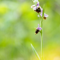 Ophrys bourdon