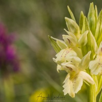 Orchis sureau