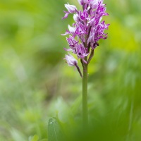 Orchis militaire