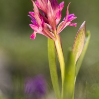 Orchis sureau