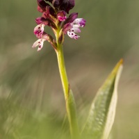 Orchis brulé