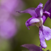 Orchis mâle