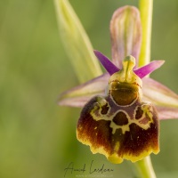 Ophrys bourdon