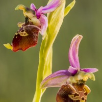 Ophrys bourdon