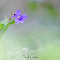 Violette