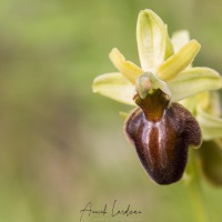 Ophrys araignée