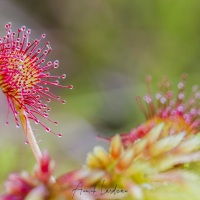 Drosera à feuilles rondes