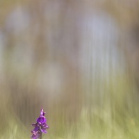 Orchis bouffon