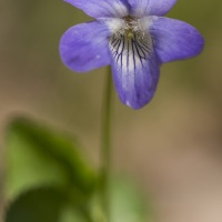 Violette des forêts