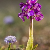 Orchis bouffon + Globulaire allongée