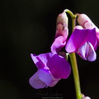 Gesse de printemps