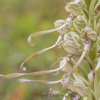 Orchis bouc