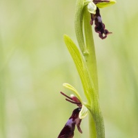 Ophrys mouche