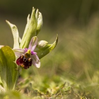 Ophrys  bourdon