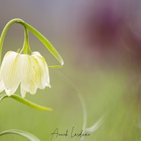 Fritillaire pintade