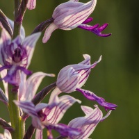 Orchis militaire