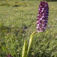 Orchis pourpre