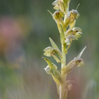 Orchis grenouille