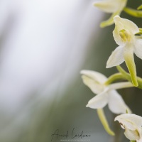 Platanthère blanche