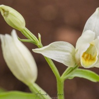 Céphalanthère de Damas