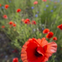 Champ de coquelicots et bluets