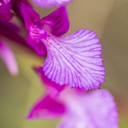 Orchis papillon