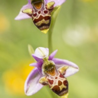 Ophrys bécasse