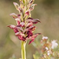 Orchis parfumé