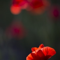 Coquelicots