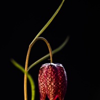 Fritillaire pintade